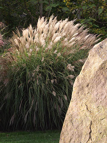 Lil'o bambous - Miscanthus kleine fontaine