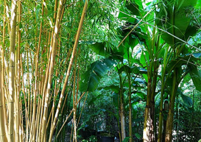 Lil'o bambous - Musa basjoo et phyllostachys vivax aureocaulis