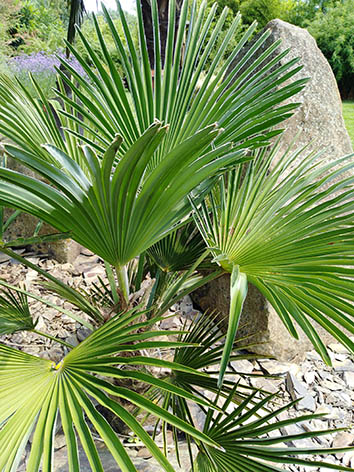 Lil'o bambous - Palmes de Trachycarpus wagnerianus