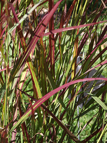 Lil'o bambous - Panicum squaw - détail du feuillage vert à pointe bordeaux