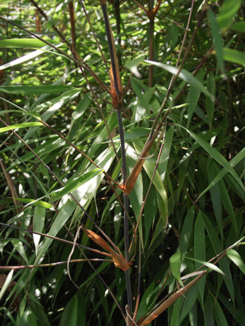 Lil'o bambous - Partie supérieure antracite de jeune canne de Fargesia scabrida avec ses gaines cuivrées