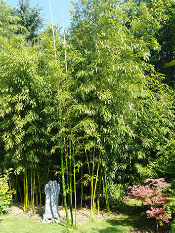 Lil'o bambous - Phyllostachys prominens