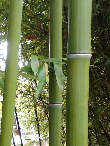 Lil'o bambous - Phyllostachys violascens