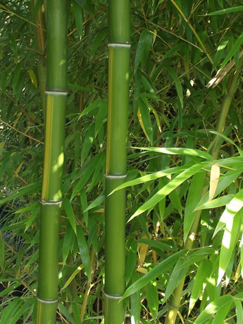 Lil'o bambous - Phyllostachys vivax huangwenzhu