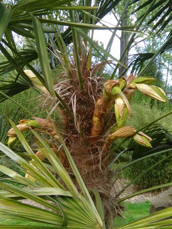 Lil'o bambous - Sortie des inflorescences de Trachycarpus fortunei