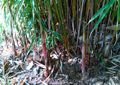 Lil'o bambous - Sortie des turions (jeunes cannes) de Fargesia campbell