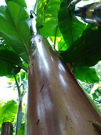 Lil'o bambous - Stipe (pseudo-tronc) rosé et brillant du Musa basjoo