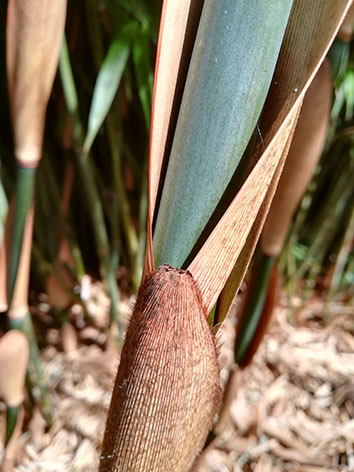 Lil'o bambous - Superbe canne bleutée de fargesia scabrida avec gaines cuivrées