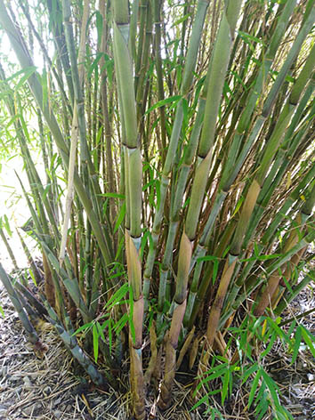 Lil'o bambous - Thamnocalamus crassinodus Kew beauty