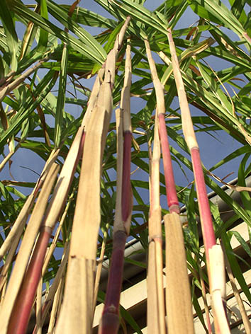 Lil'o bambous - Triarrhena lutarioriparia - Grande graminée assez traçante