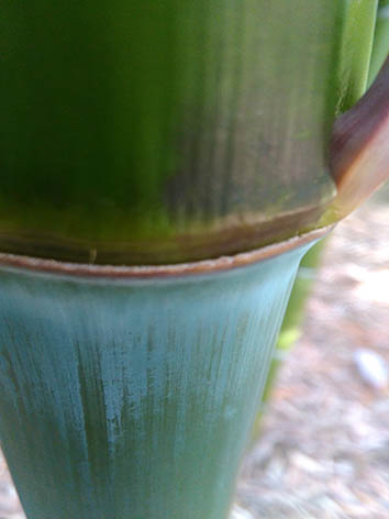 Lil'o bambous - Très belle couleur des jeunes cannes de Phyllostachys violascens