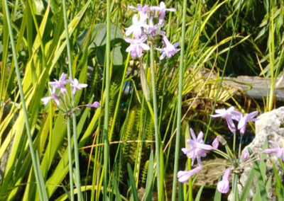 Lil'o bambous - Tubaghia violacea - fleur - pour étang comme en pleine terre