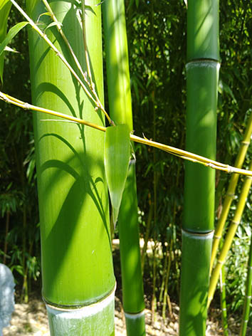 Lil'o bambous - Vert intense des cannes de Phyllostachys prominens