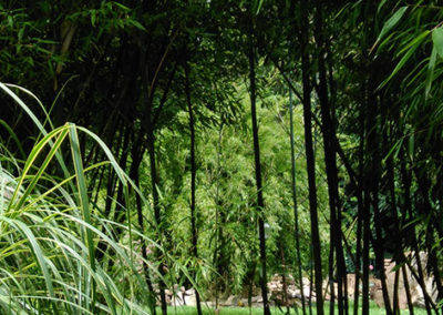 Lil'o bambous - ambiance du jardin - Ambiance dans les Phyllostachys violascens