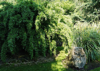 Lil'o bambous - ambiance du jardin - Fargesia denudata lancaster 1