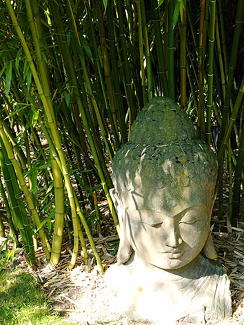 Lil'o bambous - ambiance du jardin - Grande tête de Bouddha sur fond de Phyllostachys vivax huangwenzhu