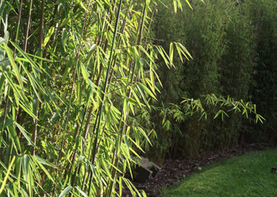 Lil'o bambous - ambiance du jardin - Haie de Fargesia Jiuzhaigou 1