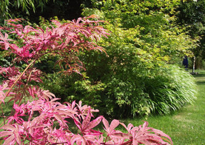 Lil'o bambous - ambiance du jardin - Magnifique feuillage rose et mauve de l'Acer shirazz au printemps