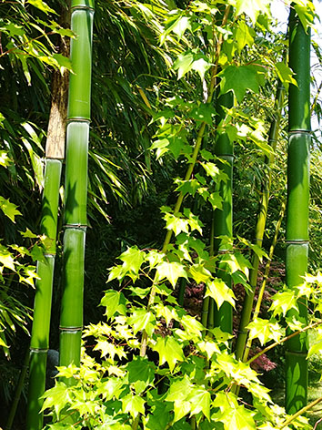Lil'o bambous - ambiance du jardin - Magnifiques jeune cannes de Phyllostachys prominens