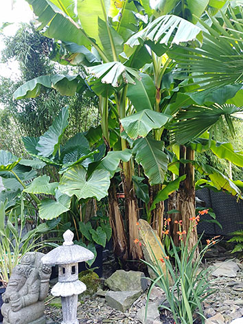 Lil'o bambous - ambiance du jardin - Musa basjoo - Alocasia oreille d'éléphant - Crocosmia