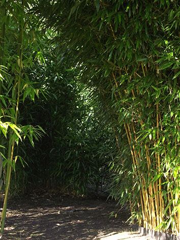 Lil'o bambous - ambiance du jardin - Passage entre Phyllostachys huangwenzhu et phyllostachys aureosulcata aureocaulis