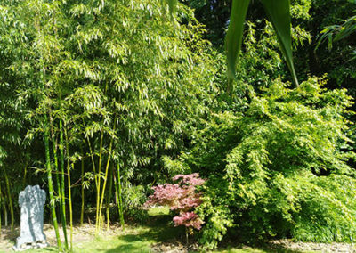 Lil'o bambous - ambiance du jardin - Phyllostachys prominens - Acer shirazz et acer palmatum