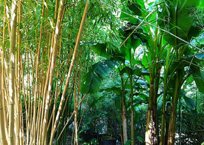 Lil'o bambous - ambiance du jardin - Phyllostachys vivax aureocaulis et Musa basjoo