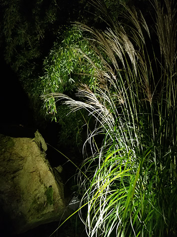 Lil'o bambous - ambiance nocturne - Fargesia et graminées