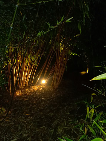 Lil'o bambous - ambiance nocturne - Phyllostachys vivax aureocaulis