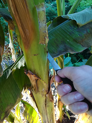 Lil'o bambous - Comment proteger les bananiers - Etape 2
