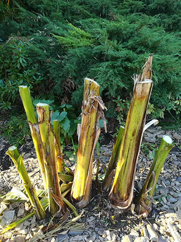 Lil'o bambous - Etape 4 - Tous les troncs du bananier sont maintenant coupés, passez à la protection