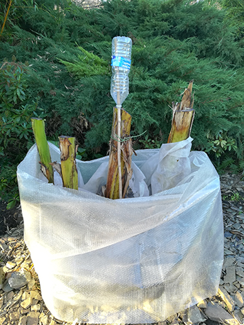Lil'o bambous - Etape 5 - Placez la première couche de protection du bananier tout contre les troncs, le bâton avec la bouteille doit être planté au centre et remplissez l'espace de voile d'hivernage pas trop serré pour former des poches d'air